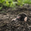 Affordable Options for Mole Removal: Discounts and Payment Plans