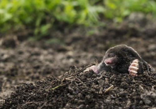 Affordable Options for Mole Removal: Discounts and Payment Plans